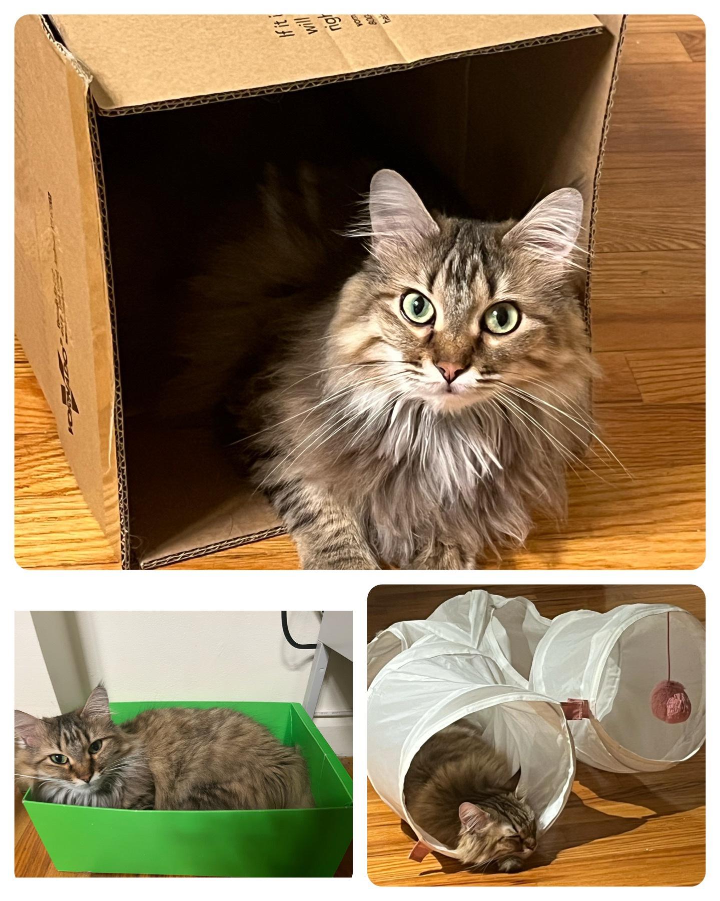 Eleanor, the trash kitty: I capture her toys and cat tree nonetheless prefers containers.