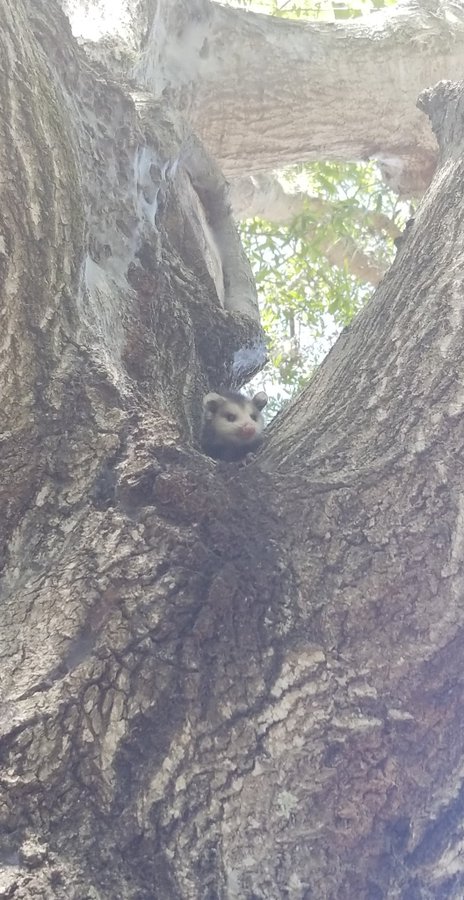 exiguous bean in a tree