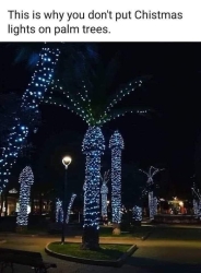 No palm tree lights