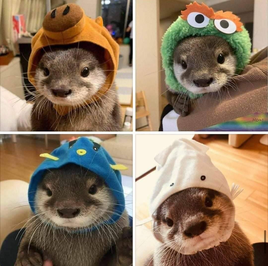Otters in hats