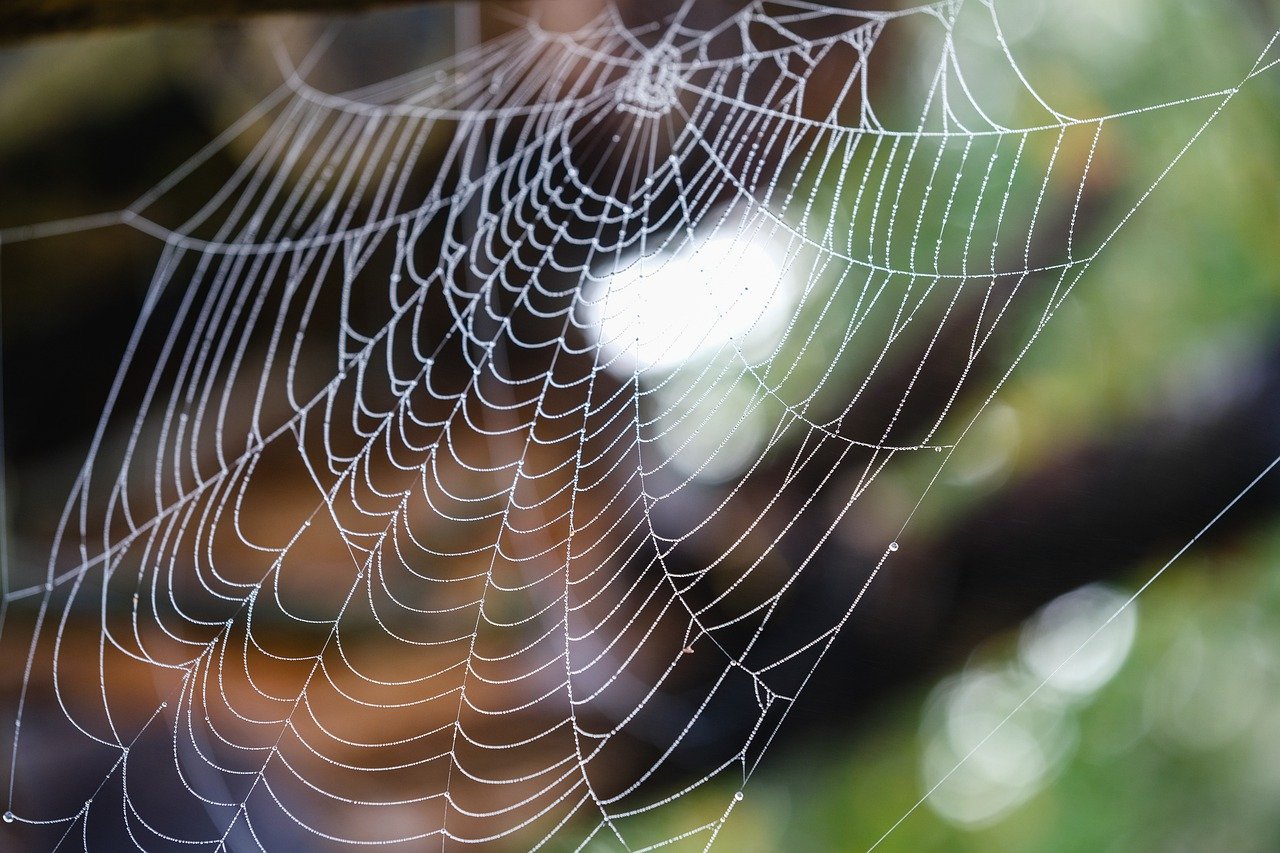 spider web, morning dew, tree trunk
