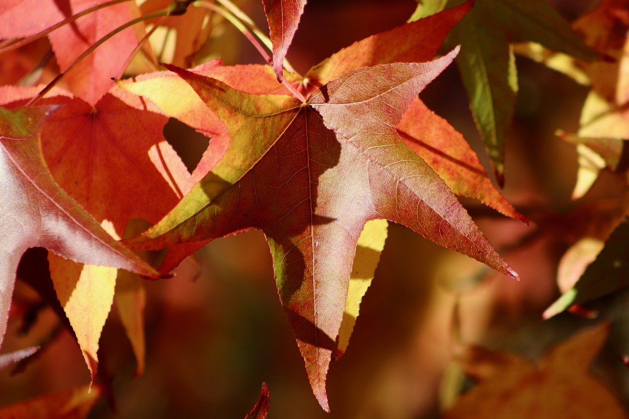 sweetgum, american amber tree, autumn leaves