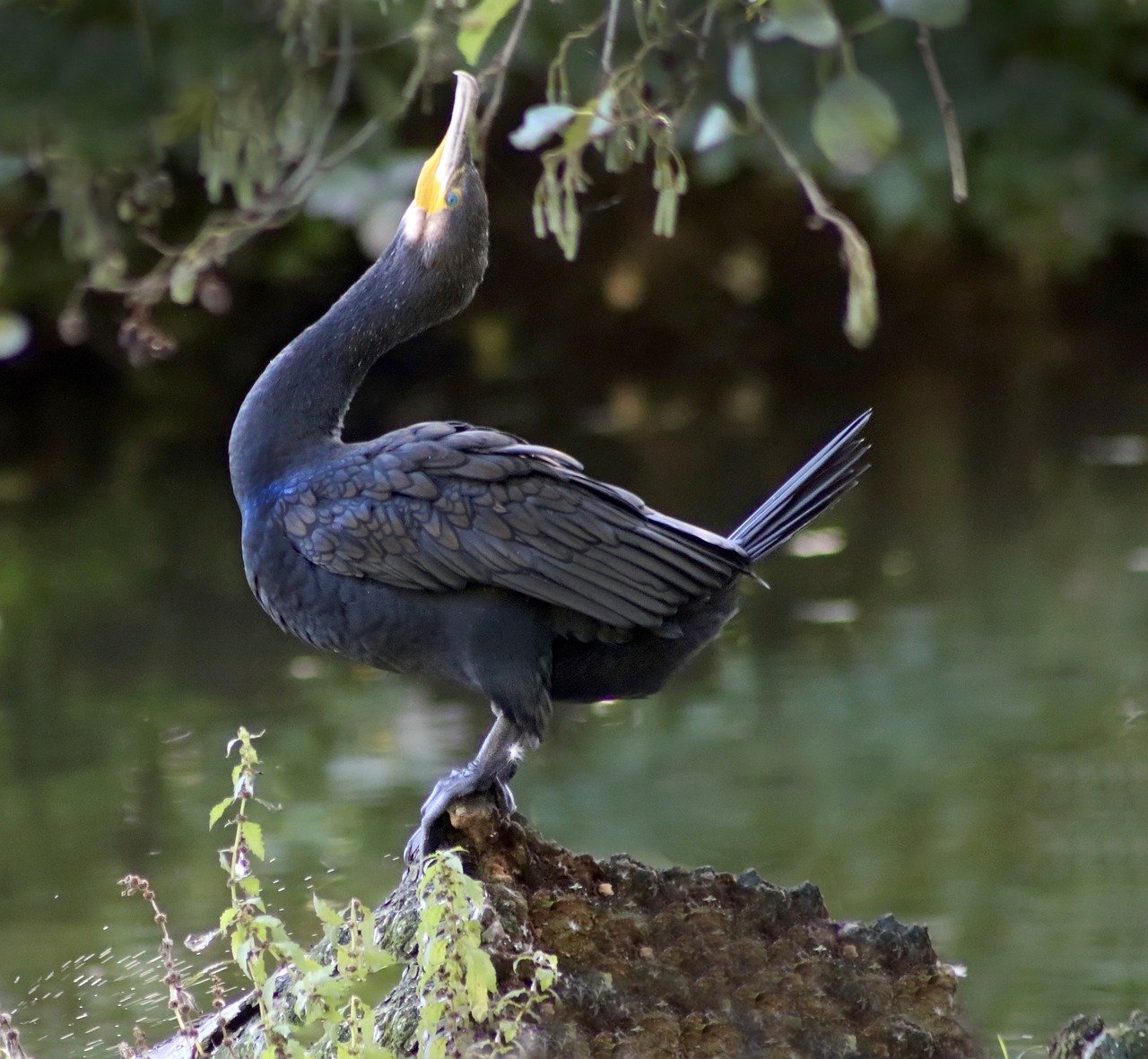 cormorant, water bird, phalacrocorax