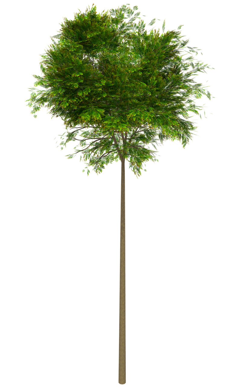 tree, 3d, png