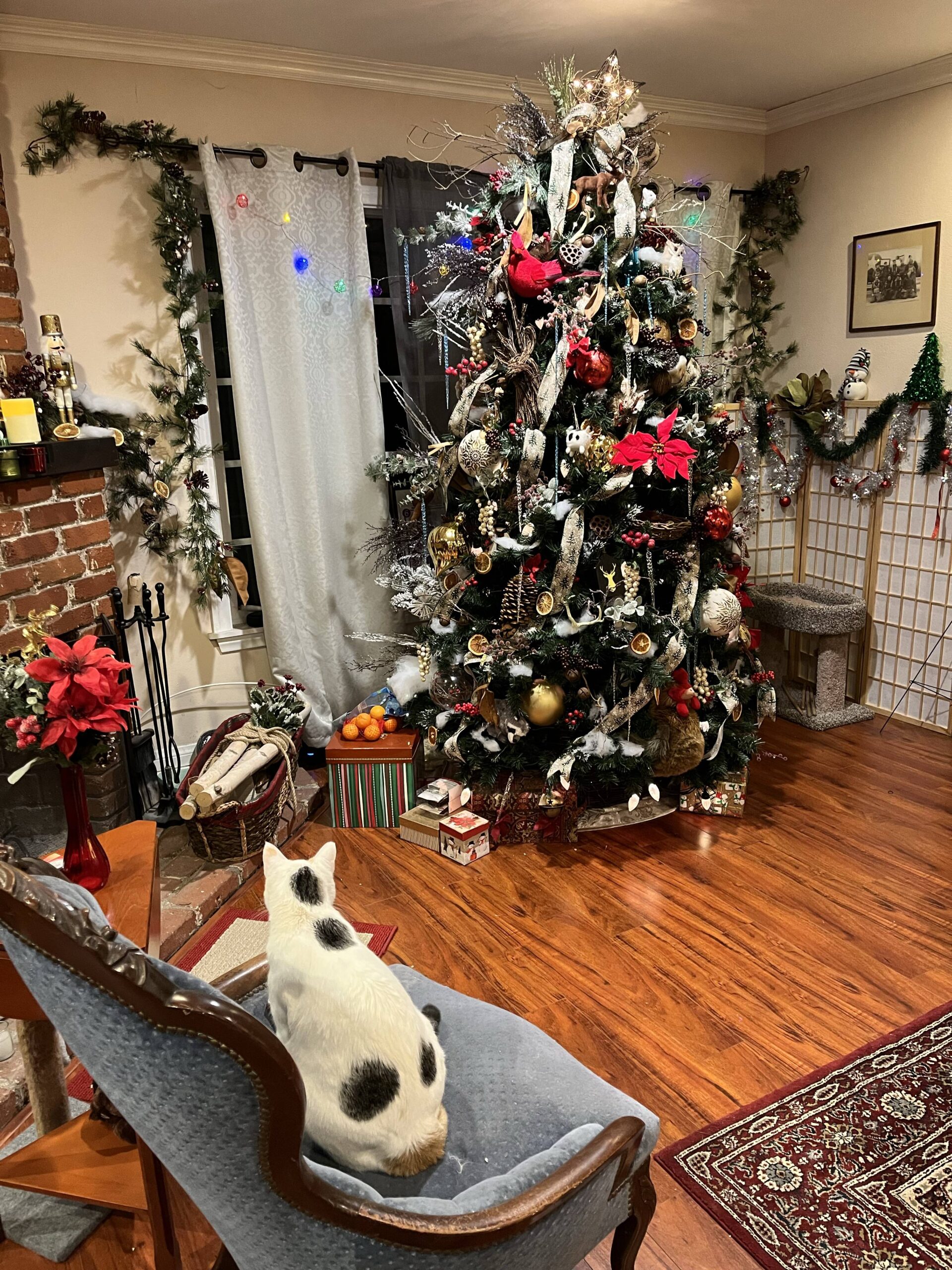 My cat, Dotty. And a better shot of the tree.
