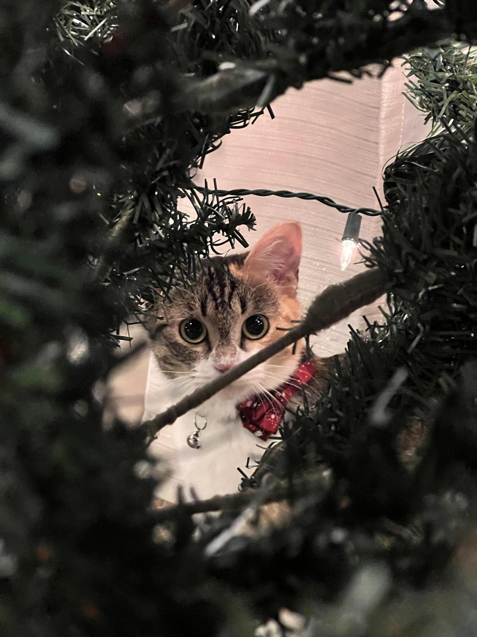 First time Mochi sees a Christmas tree