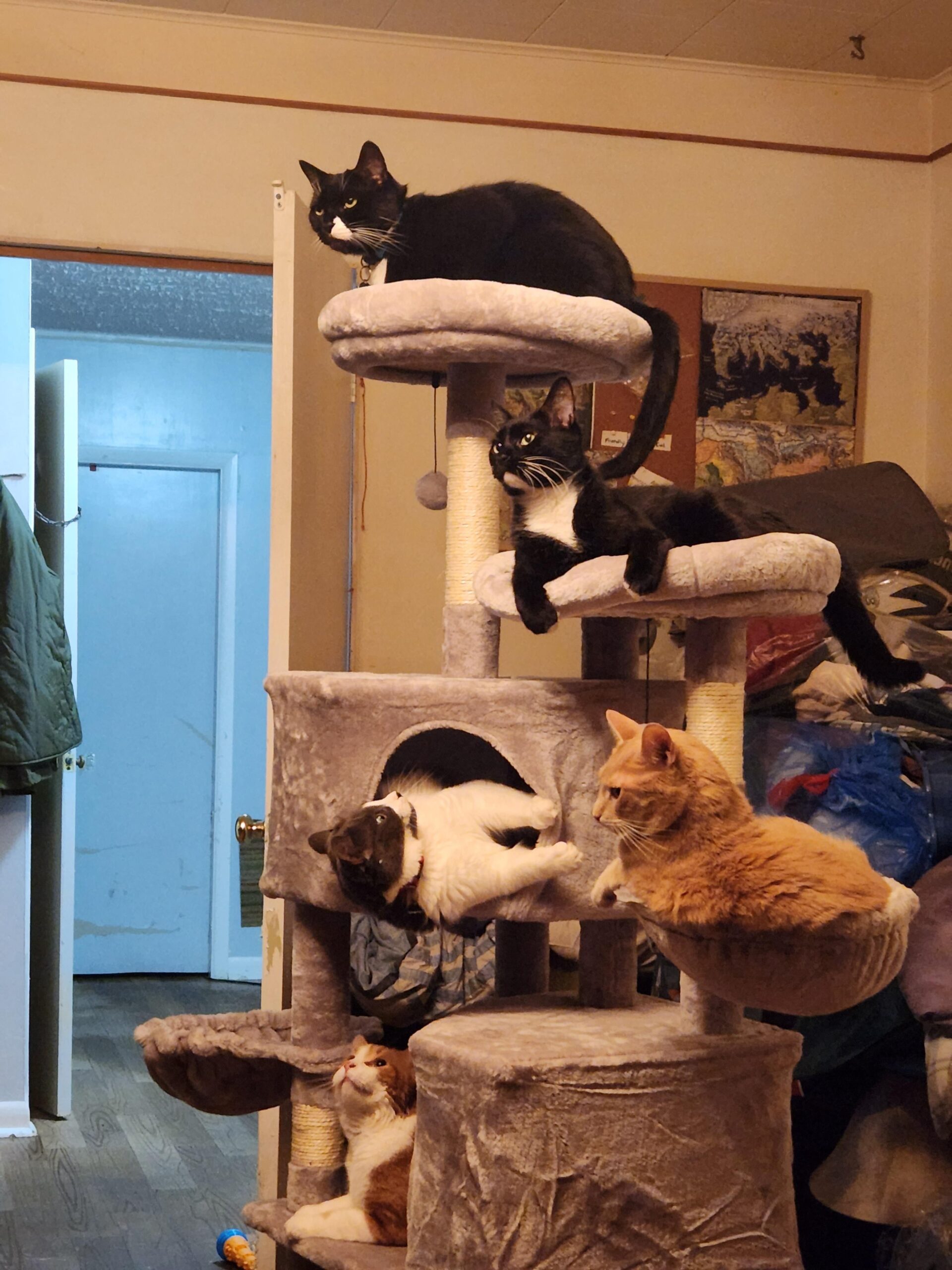 My simplest chums bought a original cat tree for Christmas