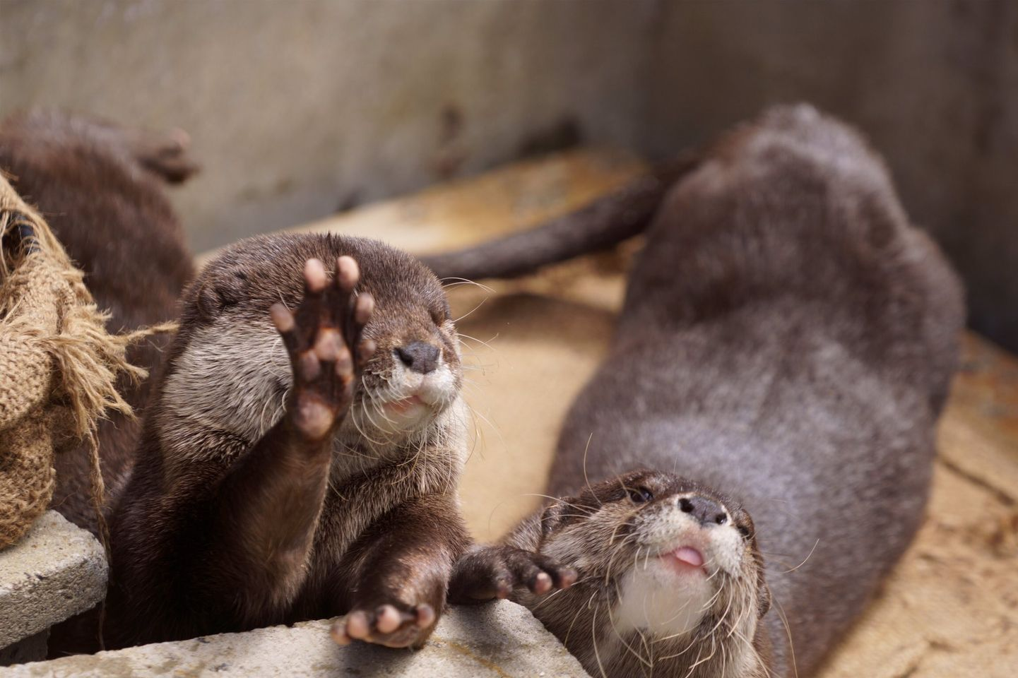 You Otter Maintain a Pallet Cleanser