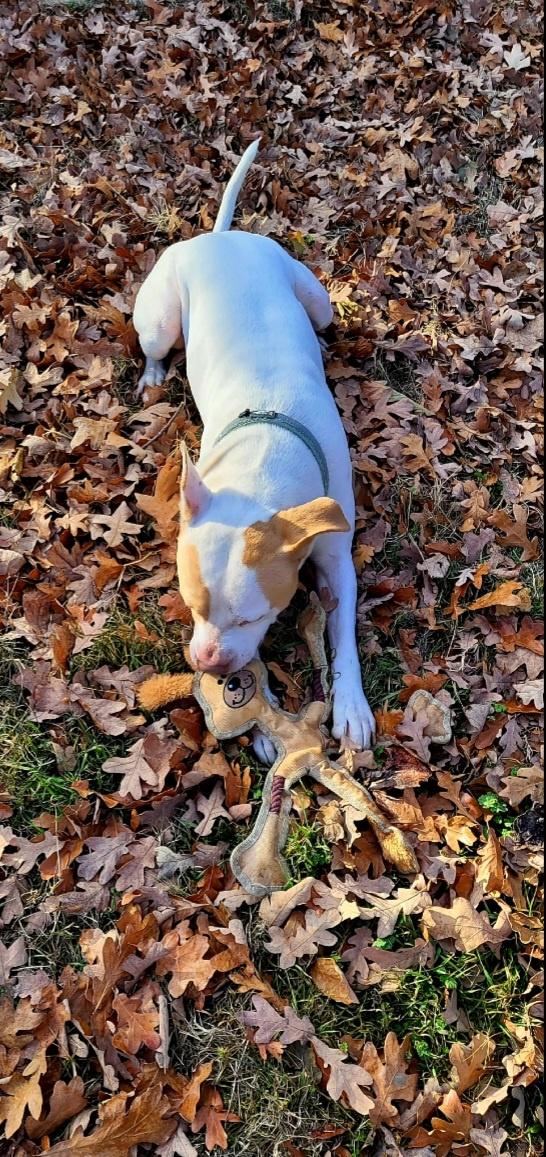 My pitbull, enjoying in the leaves.