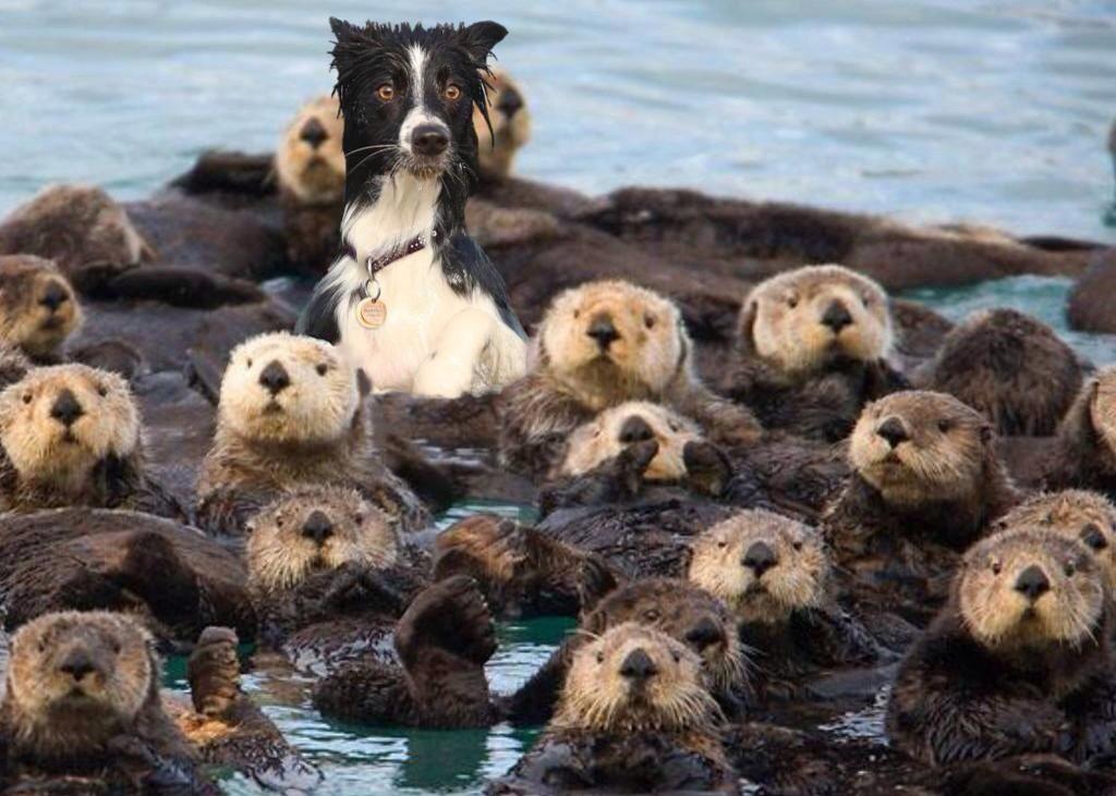 I’m surrounded by otters. I don’t know why I’m surrounded by otters, but I’m.