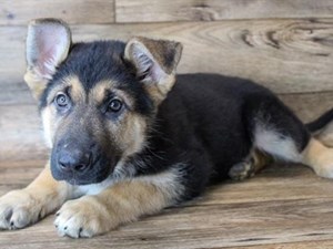 Max the rising German Shepherd years 2-4 – up up to now weekly