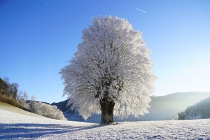 tree, winter landscape, hoarfrost