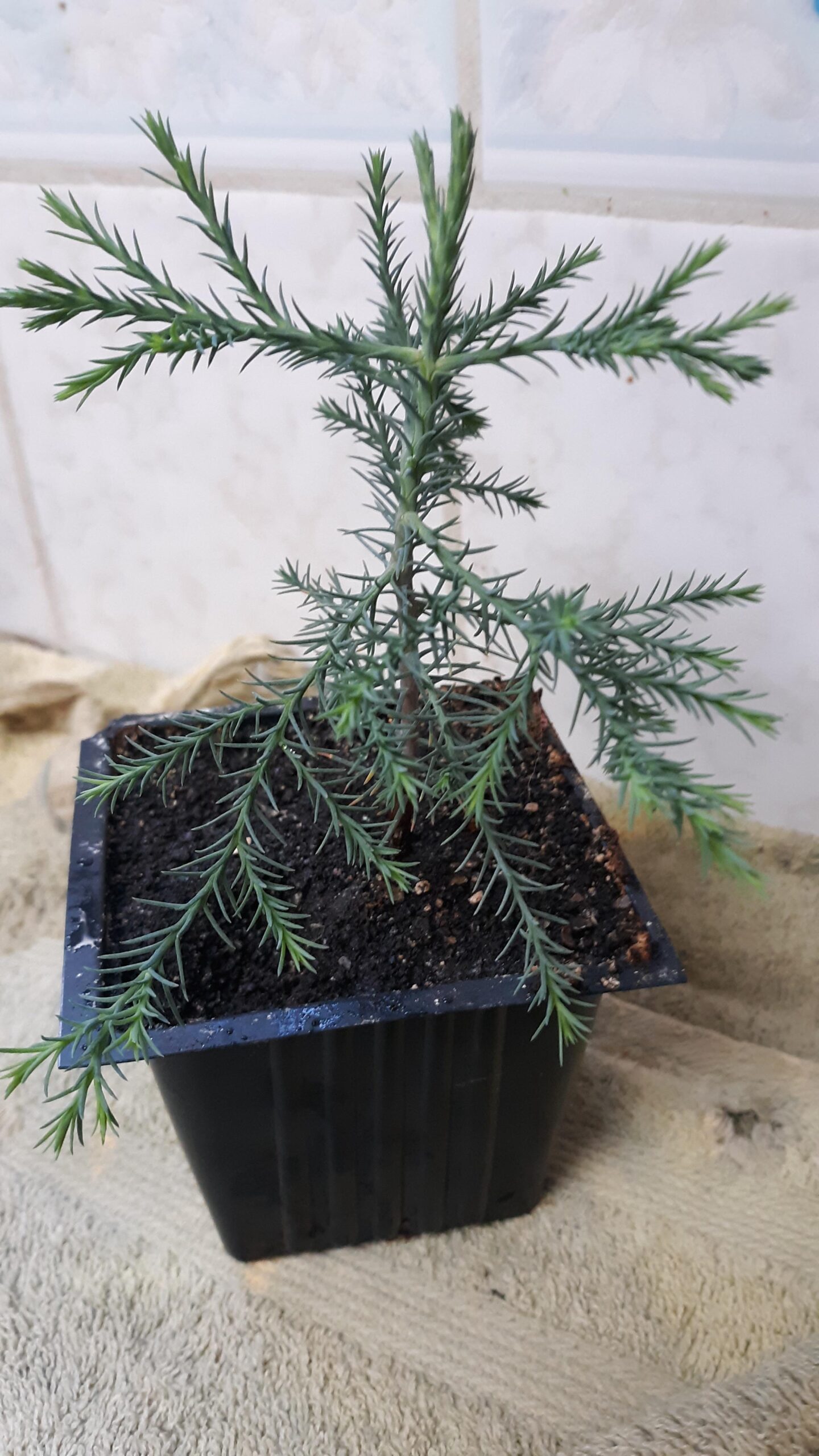 My tree grows, advise hi there to George the redwood.