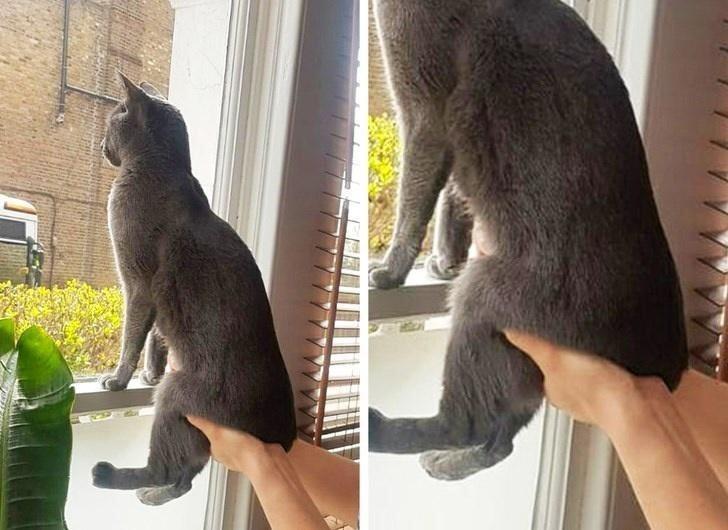 The marvelous cat servant knows about merely butt elevation etiquette