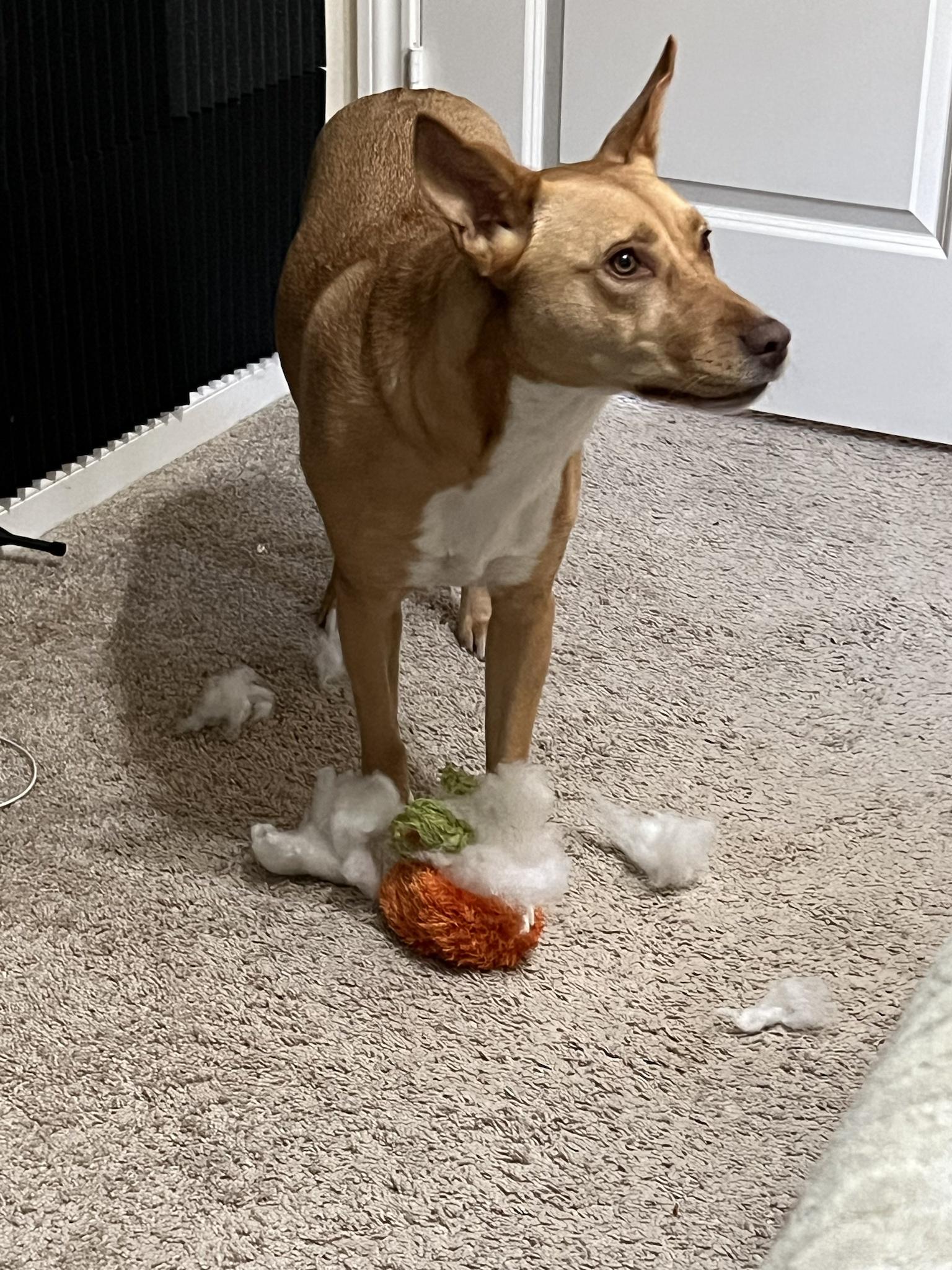 Victory Over The Carrot!