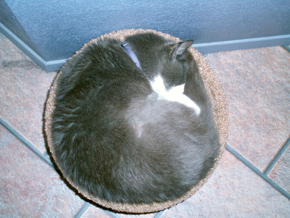 Spherical… Caturday