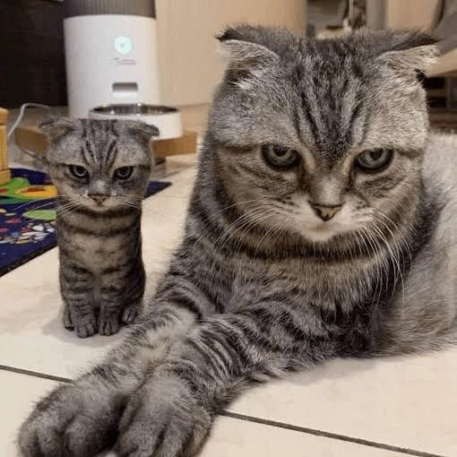 Meow and Mini Meow