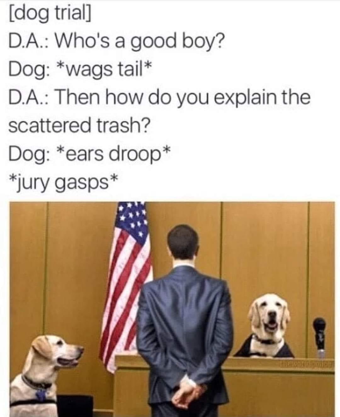 Dogs memes and diverse canine stuff