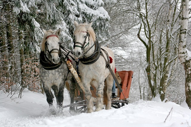 sleigh ride, horses, winter