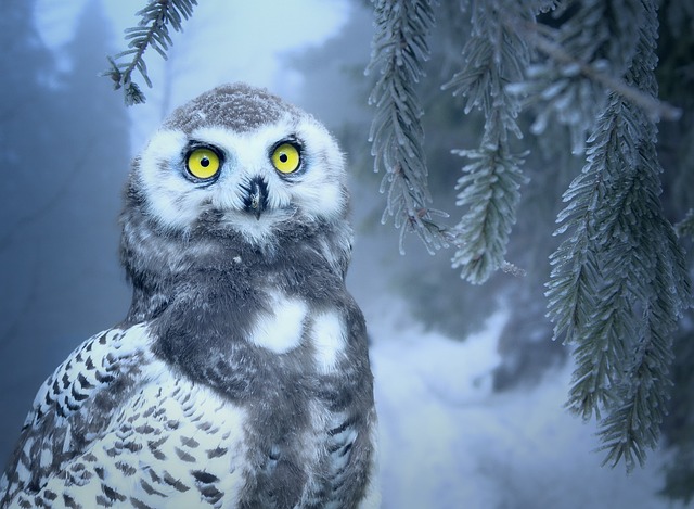 owl, snow, snow owl