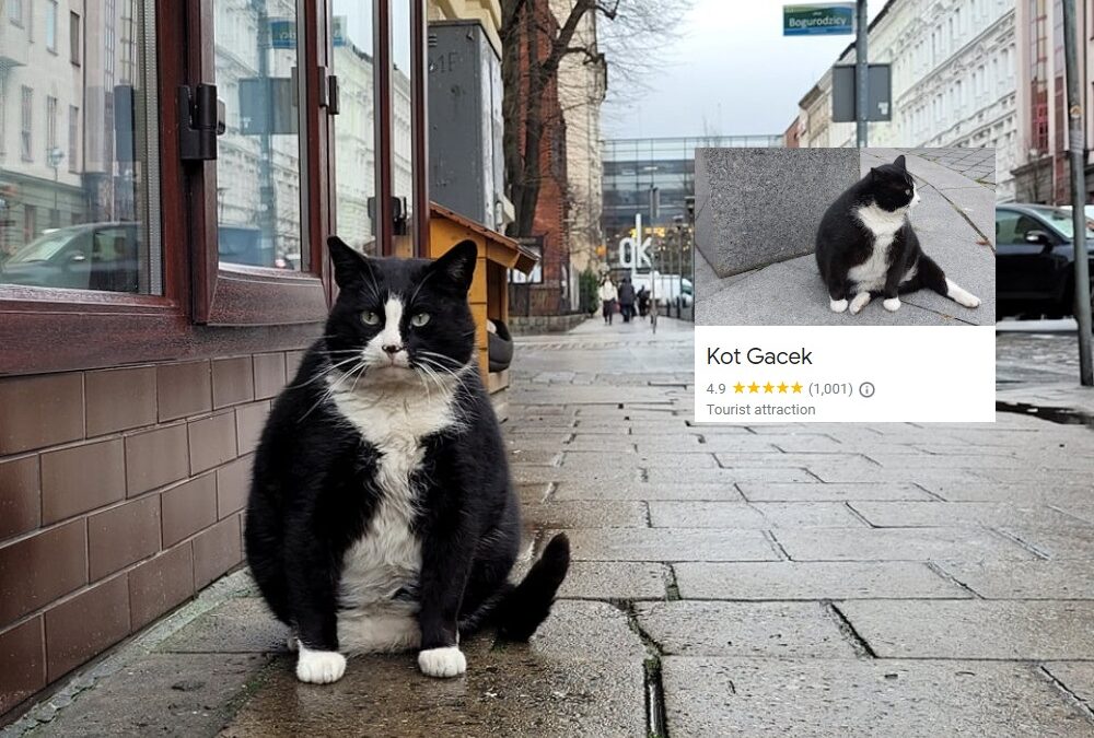 Cat named Gacek – high-rated tourist appeal in Szczecin, Poland