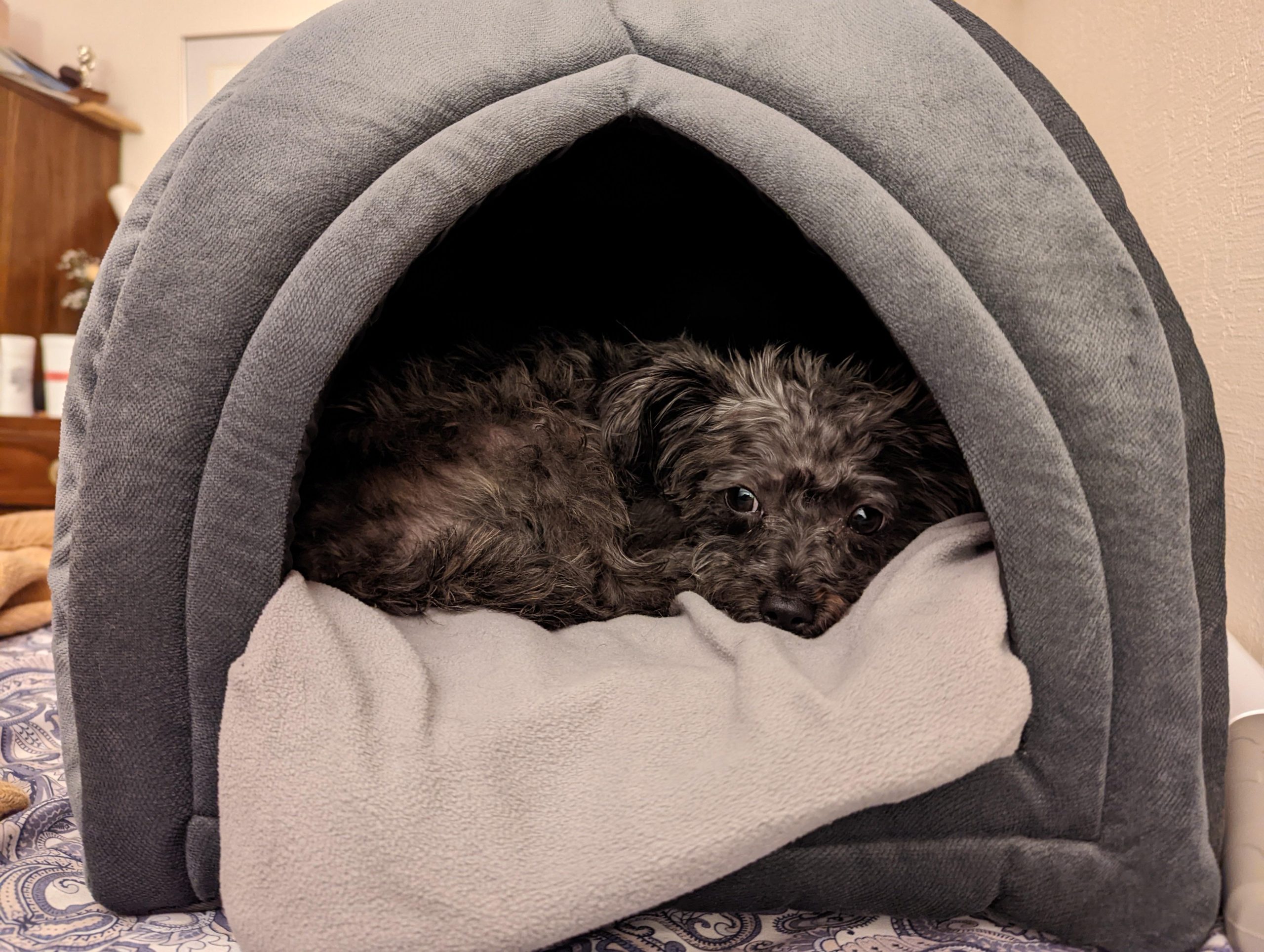 Sleepy Squeak on her heated dog mattress.