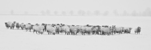 winter, sheep, herd