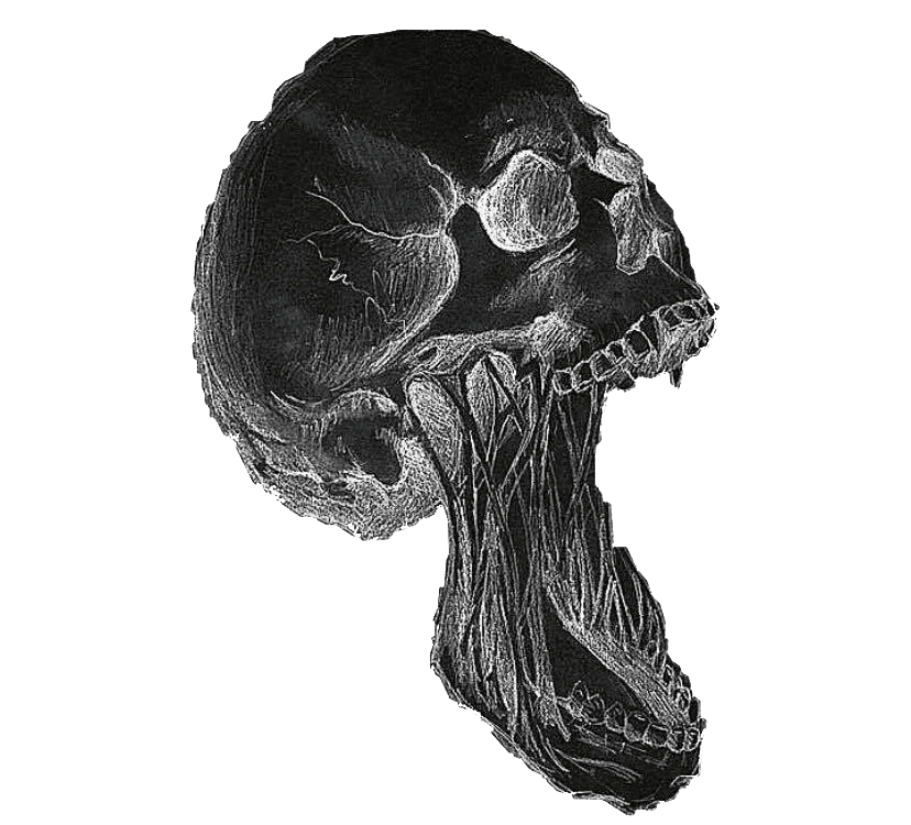 PNG cranium.