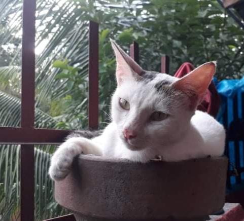 A cat sprouted from the flowerpot
