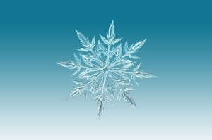 snowflake, ice crystal, winter