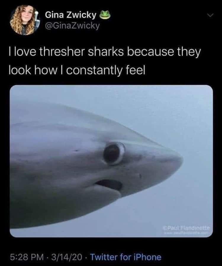 Thresher Sharks …