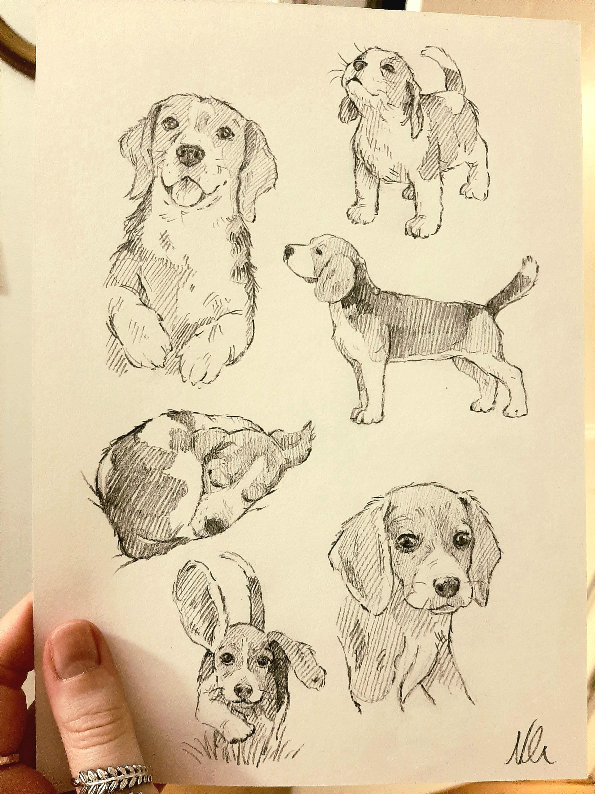 I drew a beagle collage
