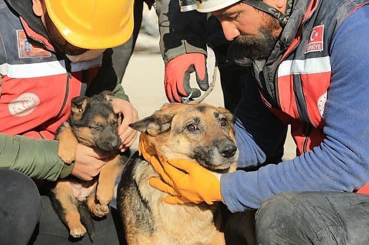 In Diyarbakir, a female dog and her 2 babies were recovered alive from the rubble after 124 hours