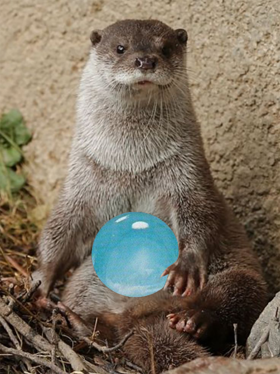 otters with orbs