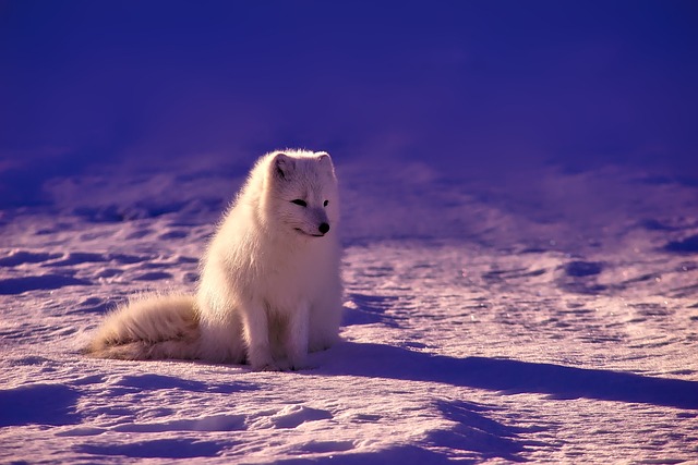 fox, arctic, animal