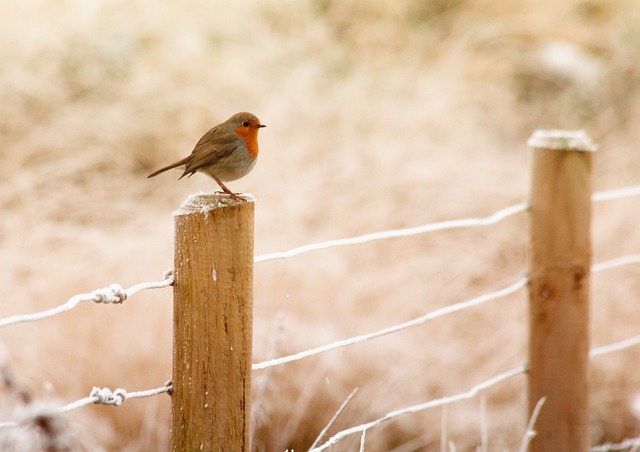 winter, robin, bird