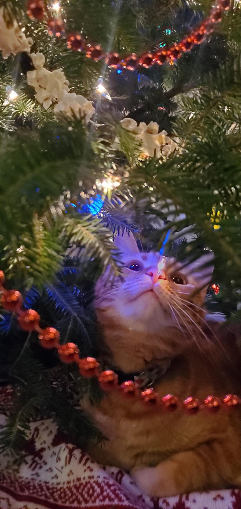 RHM Freddy being helpful under the tree