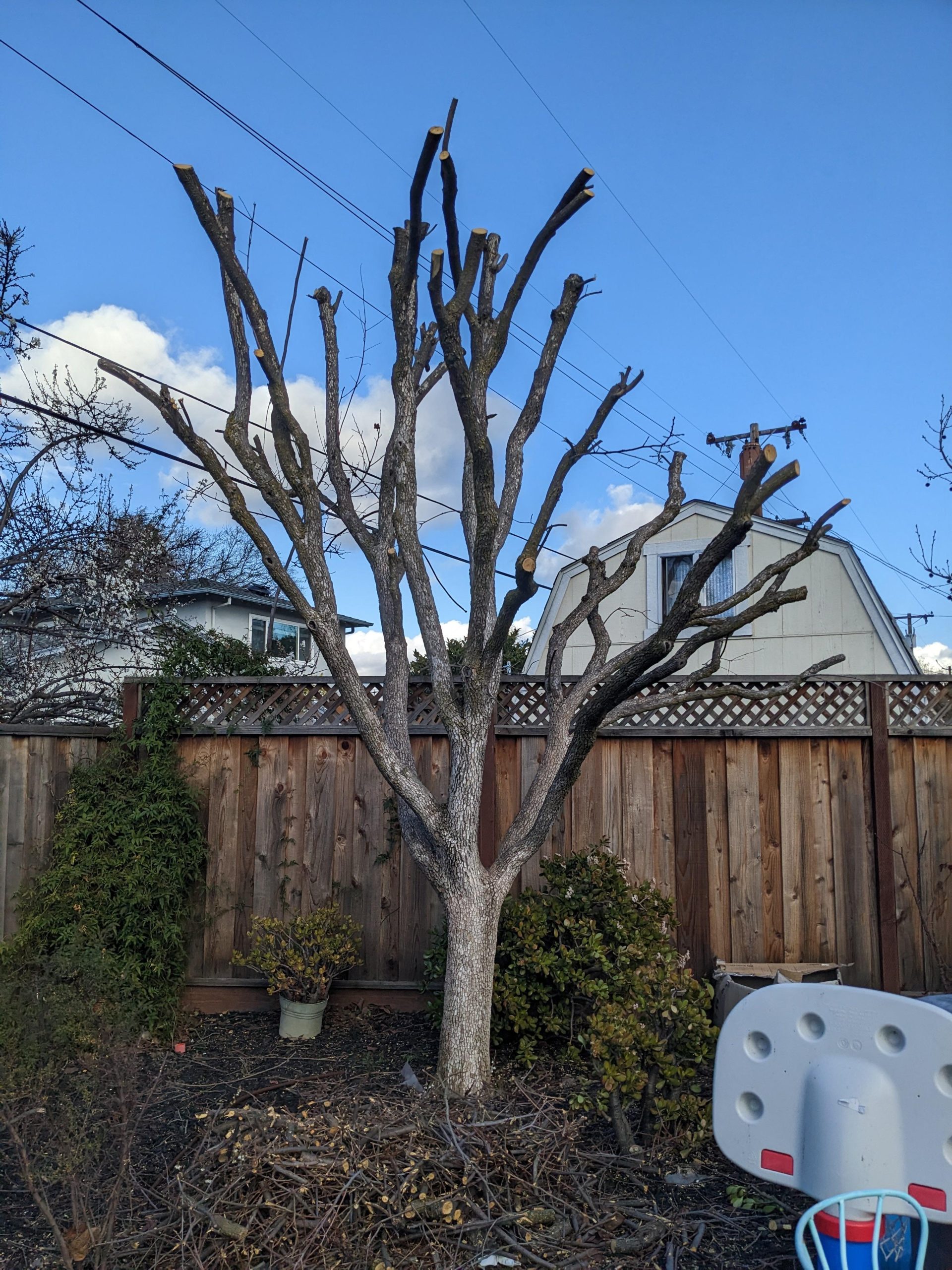 Trimmed Persimmon Tree