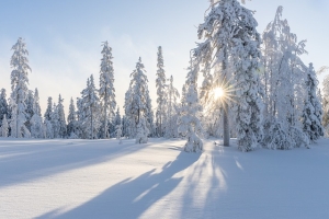 trees, winter, snow