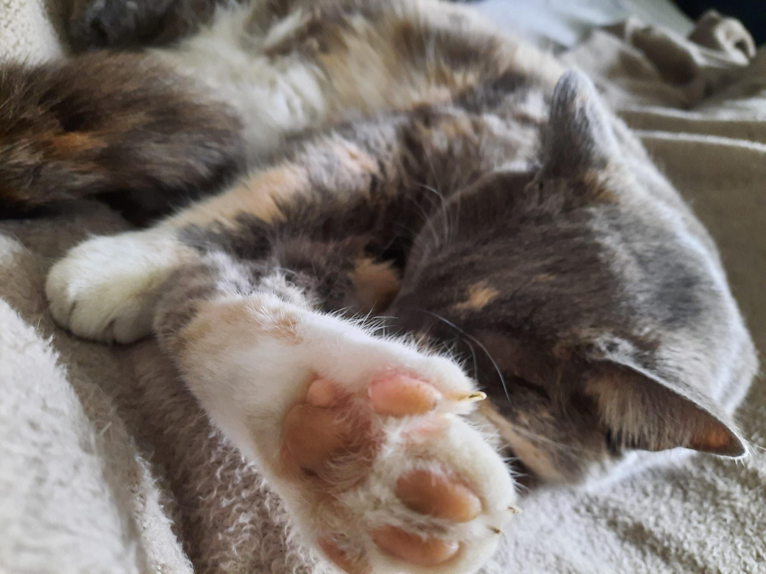 Some Caturday toe beans