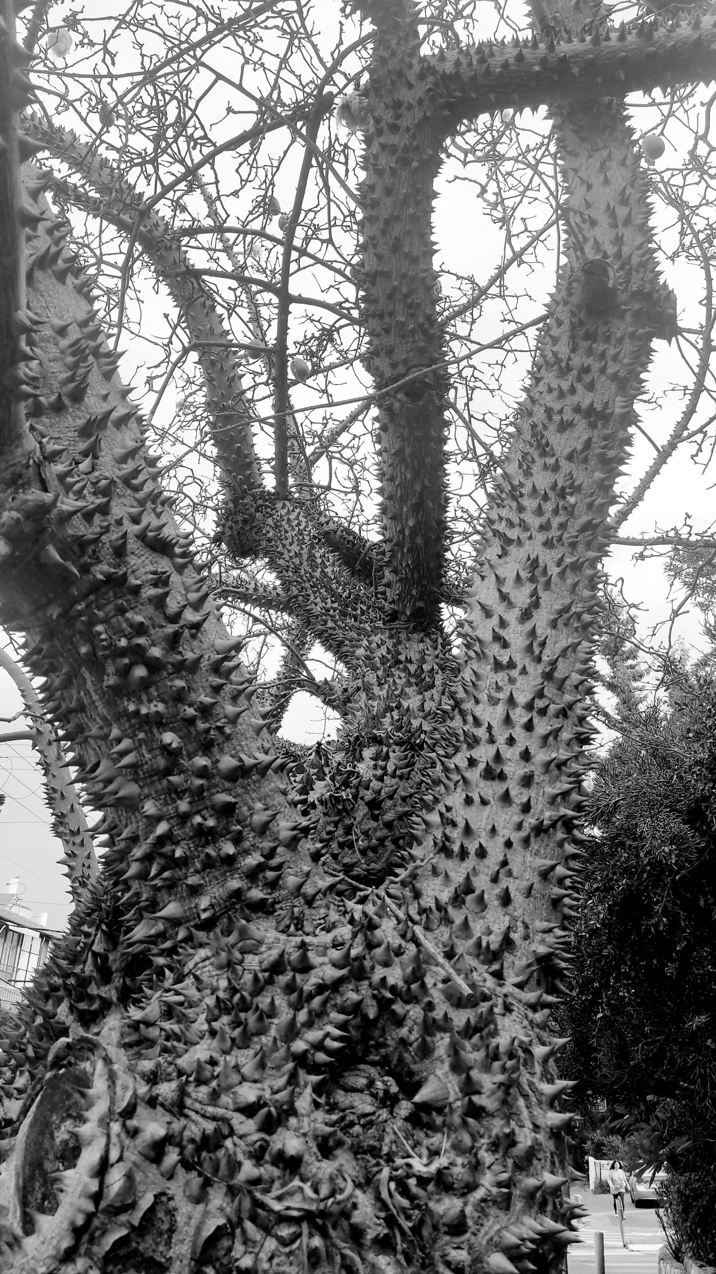 Prickly tree