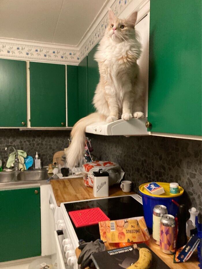 King of the kitchen