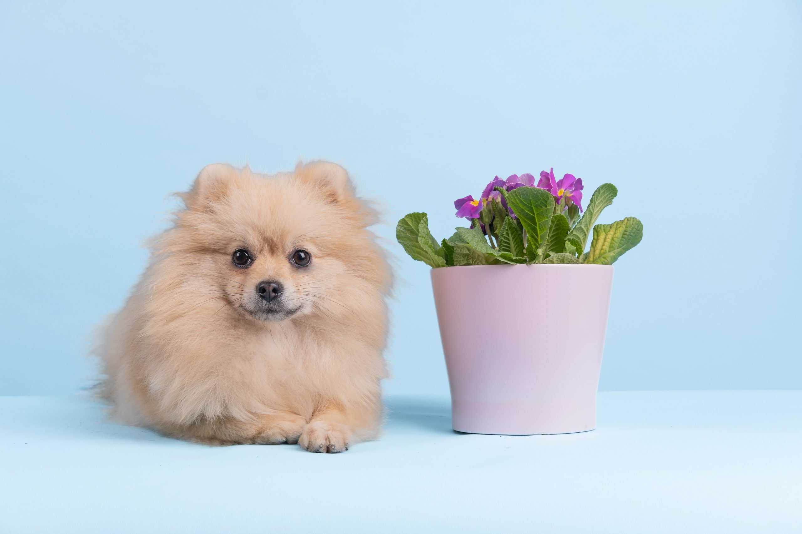 Cute Puppie sitting with flower