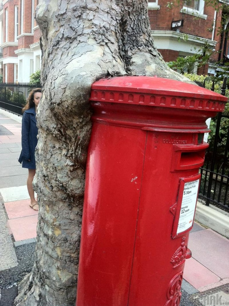Tree and pillar box. Kensington, London