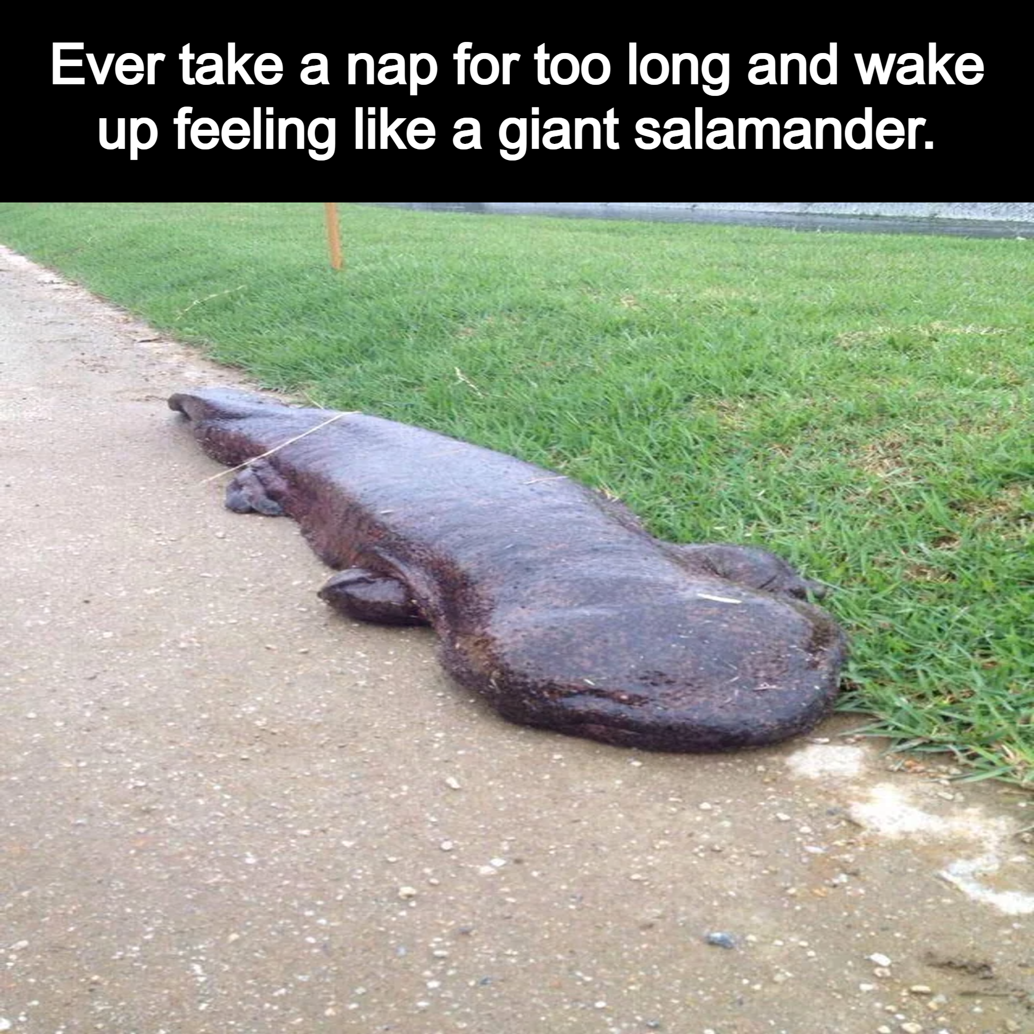 Feel take care of a mountainous salamander.