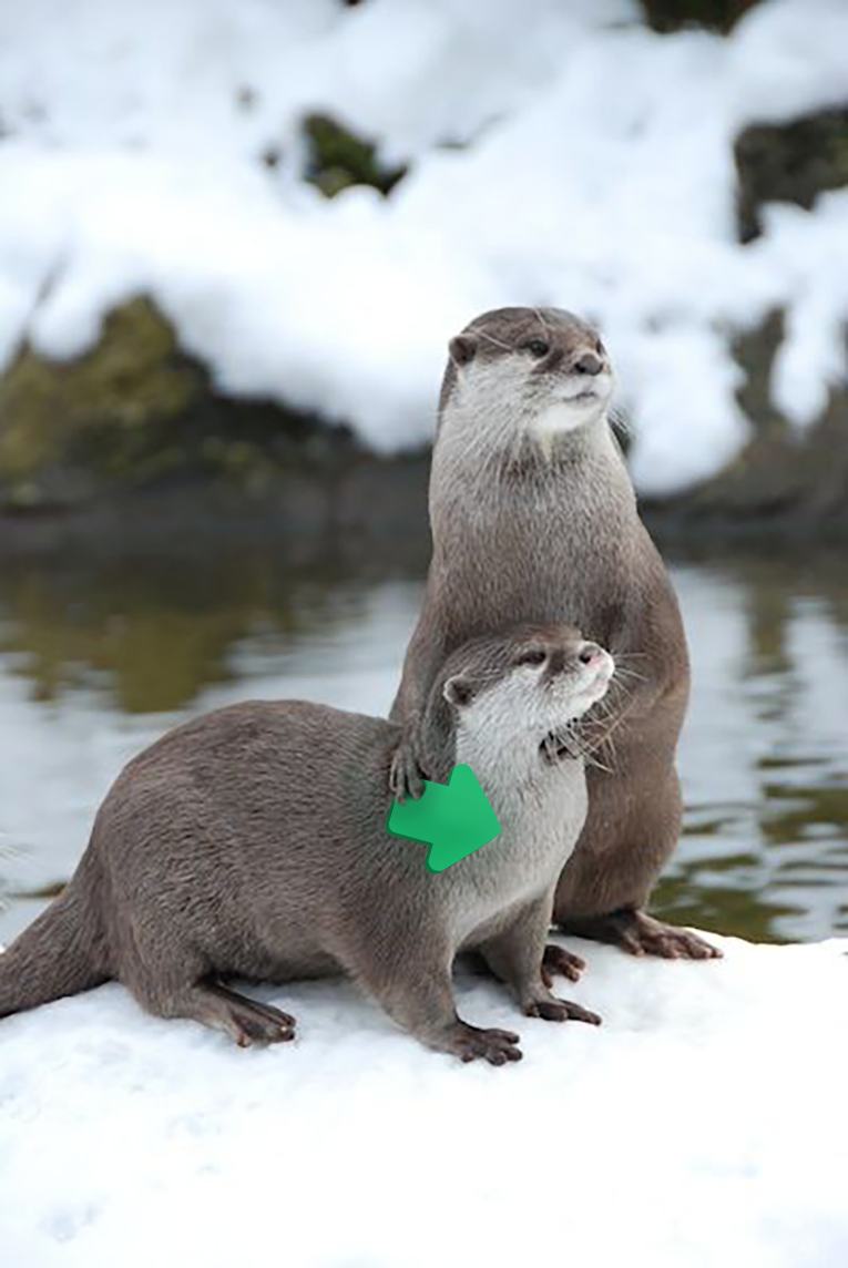 otters with upvotes for the twenty ninth