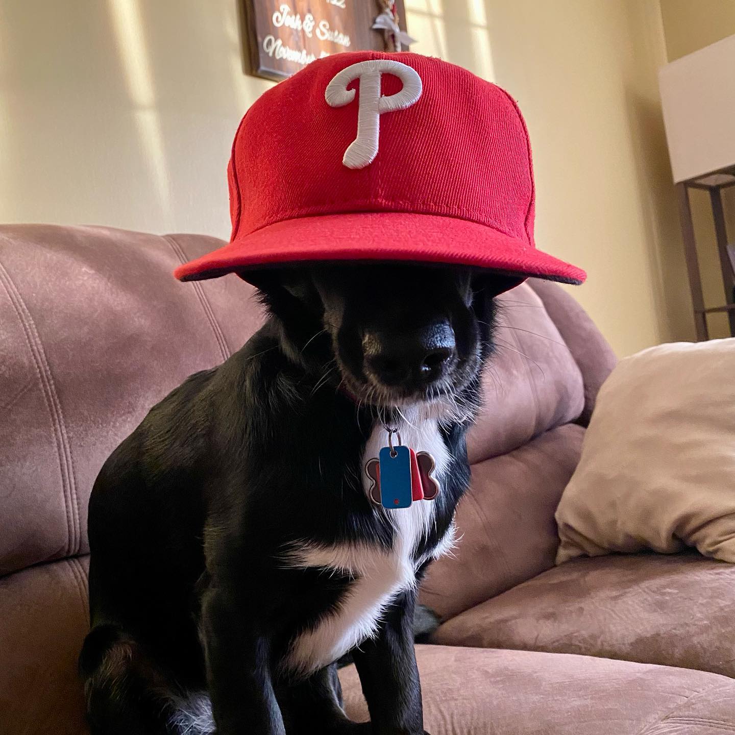 Macy Loves The Phillies