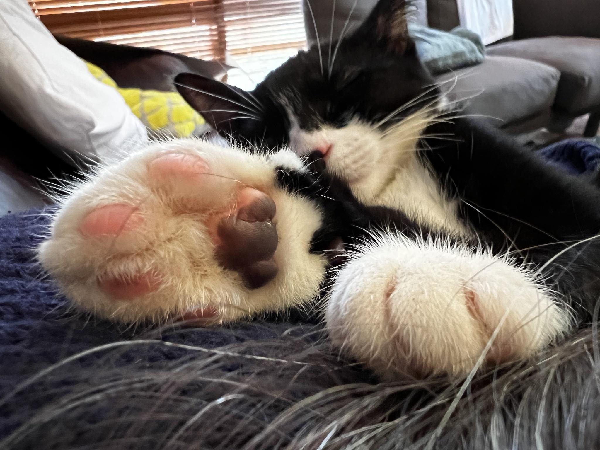 As is extinct I expose toe beans of m my contemporary cat Varda