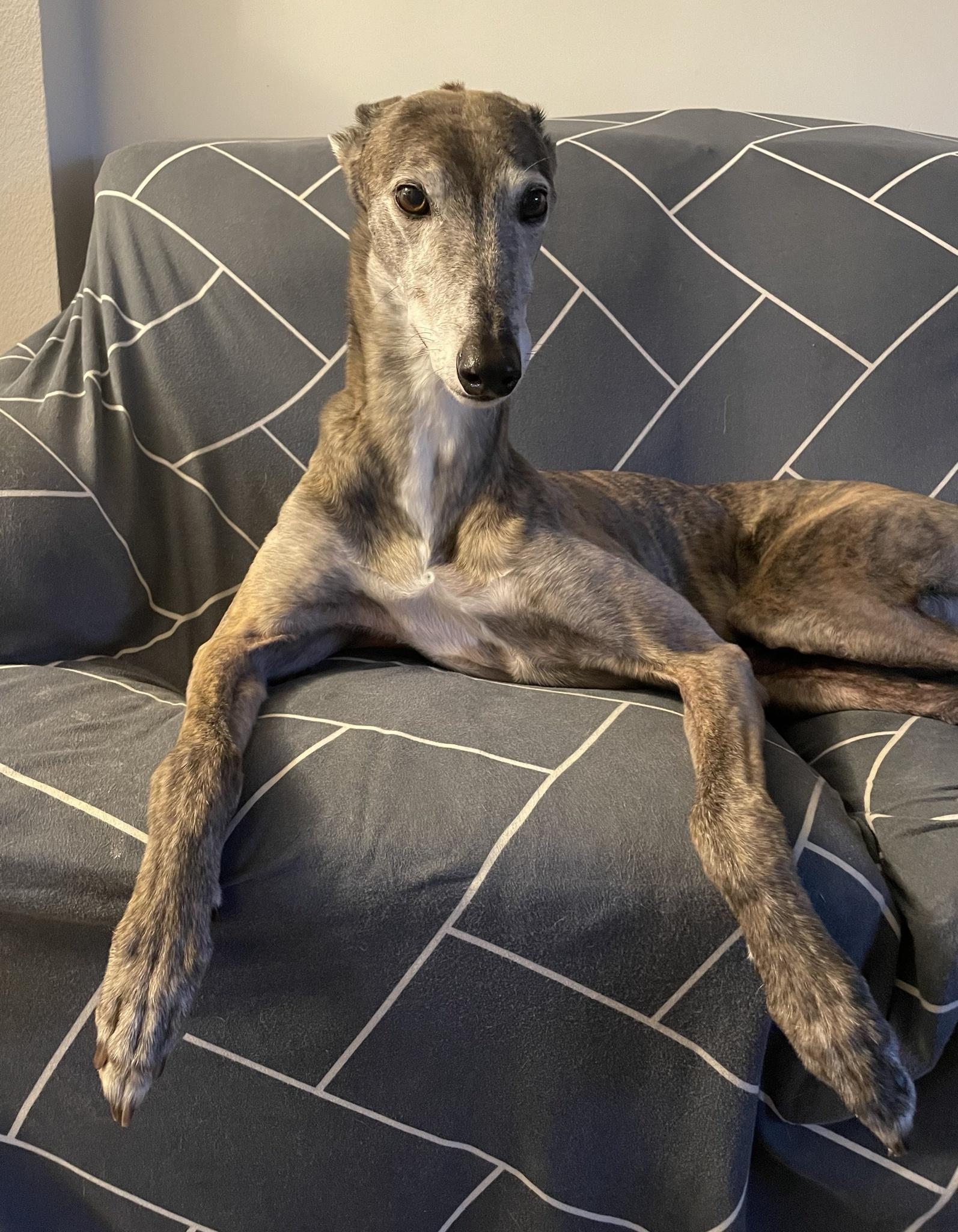 Chewy the Greyhound says The ability you doin?