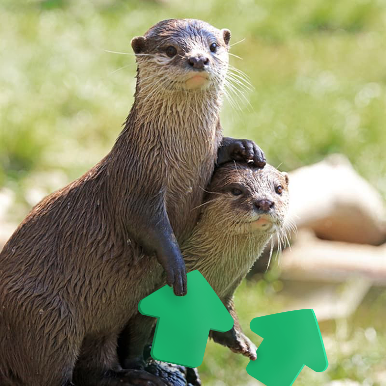 Posting otters till the the rest of you degenerates join me.